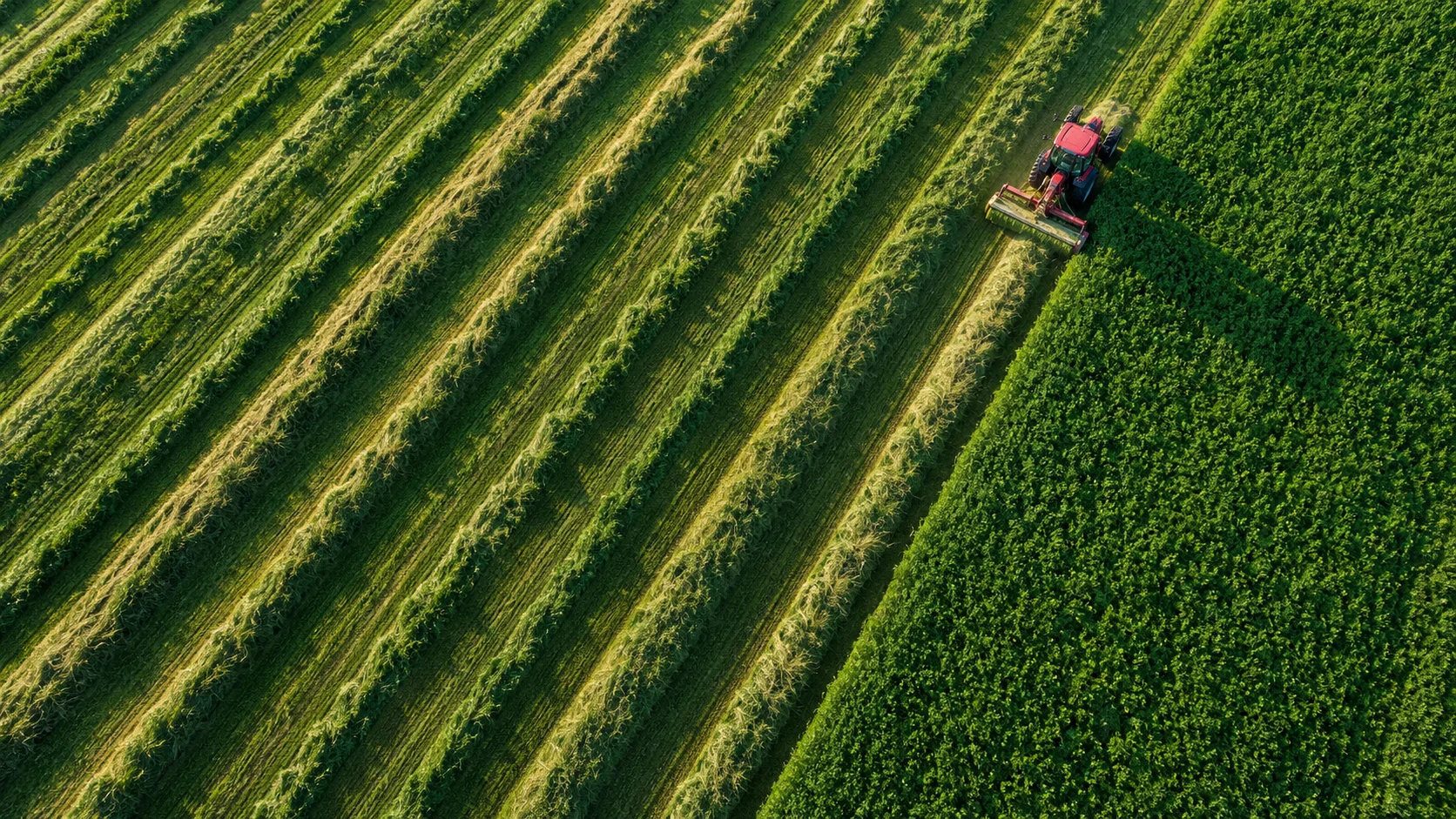 Aerial view of a red tractor cutting diagonal rows through a lush green field.