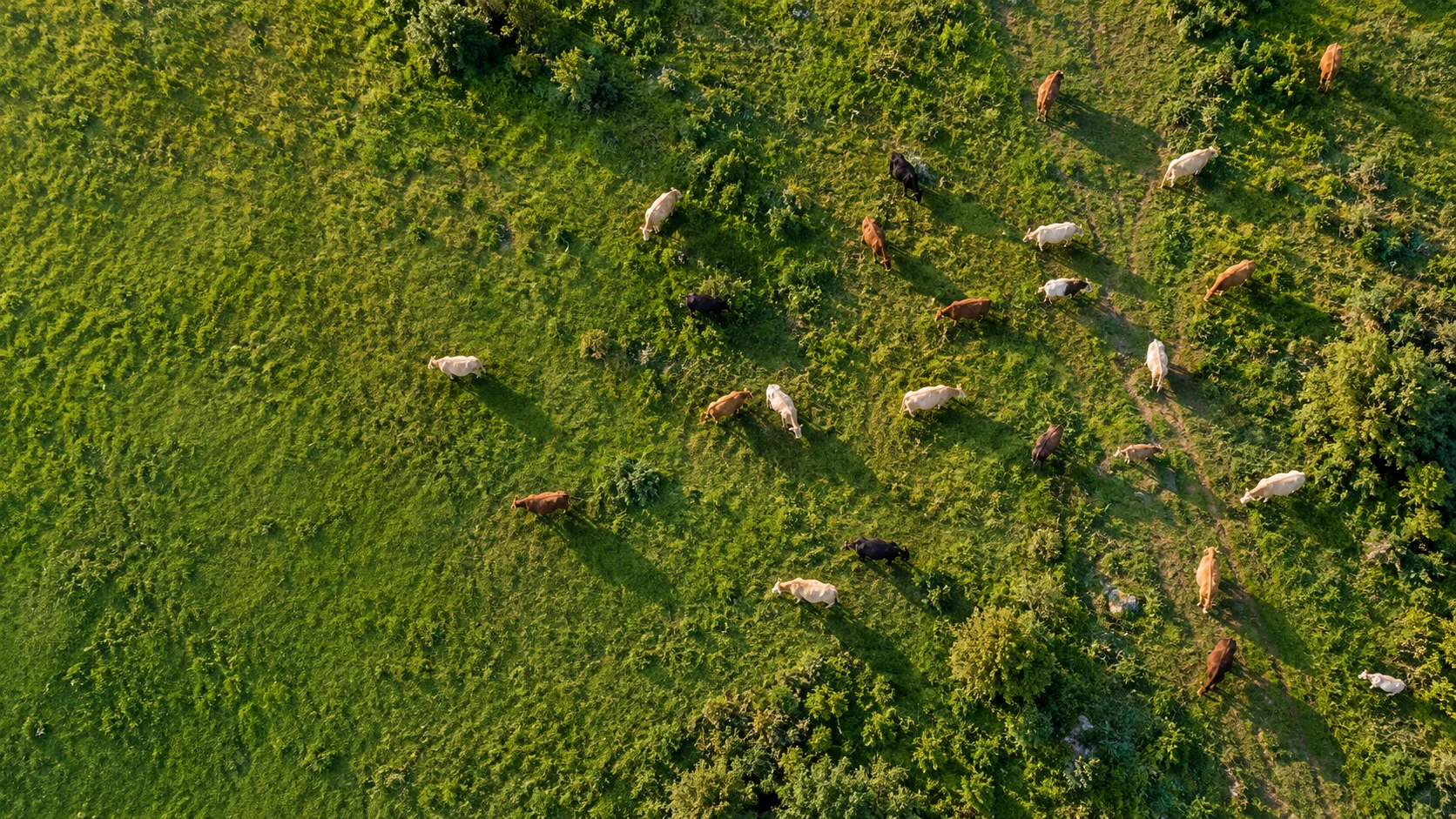 Overhead view of a scattered herd of cattle grazing in a sunlit green pasture.